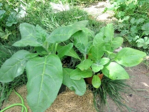 Sacred tobacco seeds package, 301 count, GrowTime Garden Supply