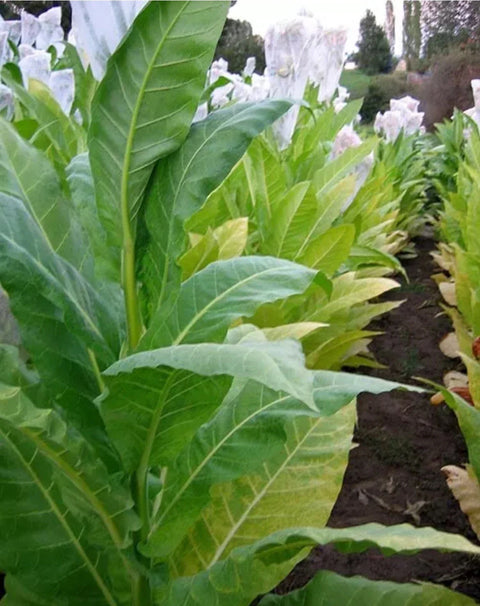 Golden Burley Tobacco Seeds 100 Heirloom Organic Nicotiana Tabacum for Chewing TX USA Grown