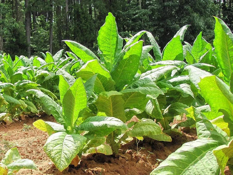 Organic Black Bolivian Tobacco seeds package, 100 count, GrowTime Garden Supply