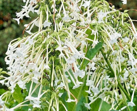 White flowering tobacco seeds package, 500 count, GrowTime Garden Supply