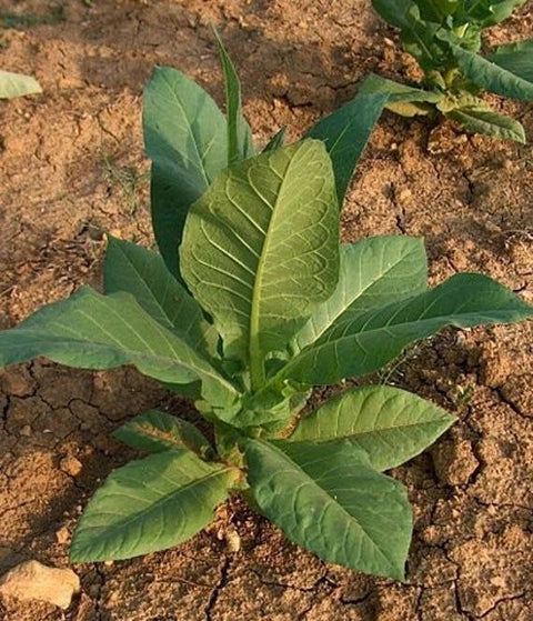 Virginia Gold organic tobacco seeds package, 500 count, GrowTime Garden Supply