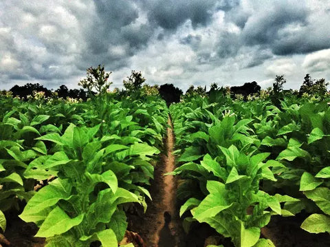 Louisiana Perique Tobacco seeds package, 1500 count, GrowTime Garden Supply