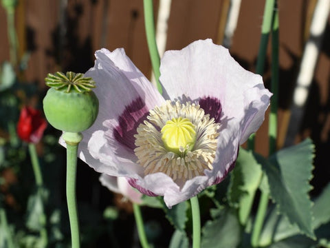 Rare Izmir Burma Golden Triangle Poppy seeds package, GrowTime Garden Supply