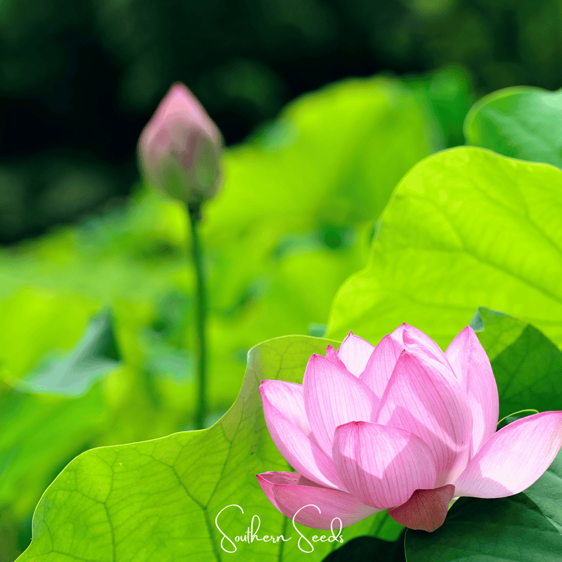 Load image into Gallery viewer, Sacred Lotus (Bonsai) - 5 Seeds
