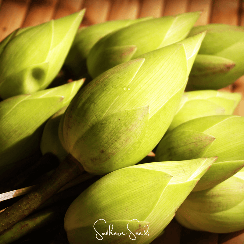 Load image into Gallery viewer, Sacred Lotus (Bonsai) - 5 Seeds
