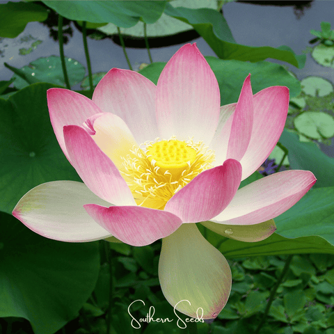 Sacred Lotus (Bonsai) - 5 Seeds, additional product view 2