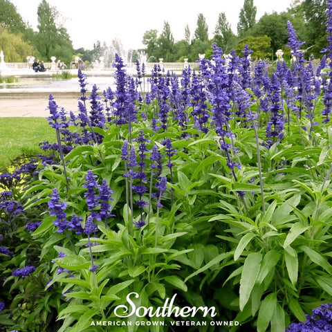 Blue Sage seeds package, 100 count, GrowTime Garden Supply