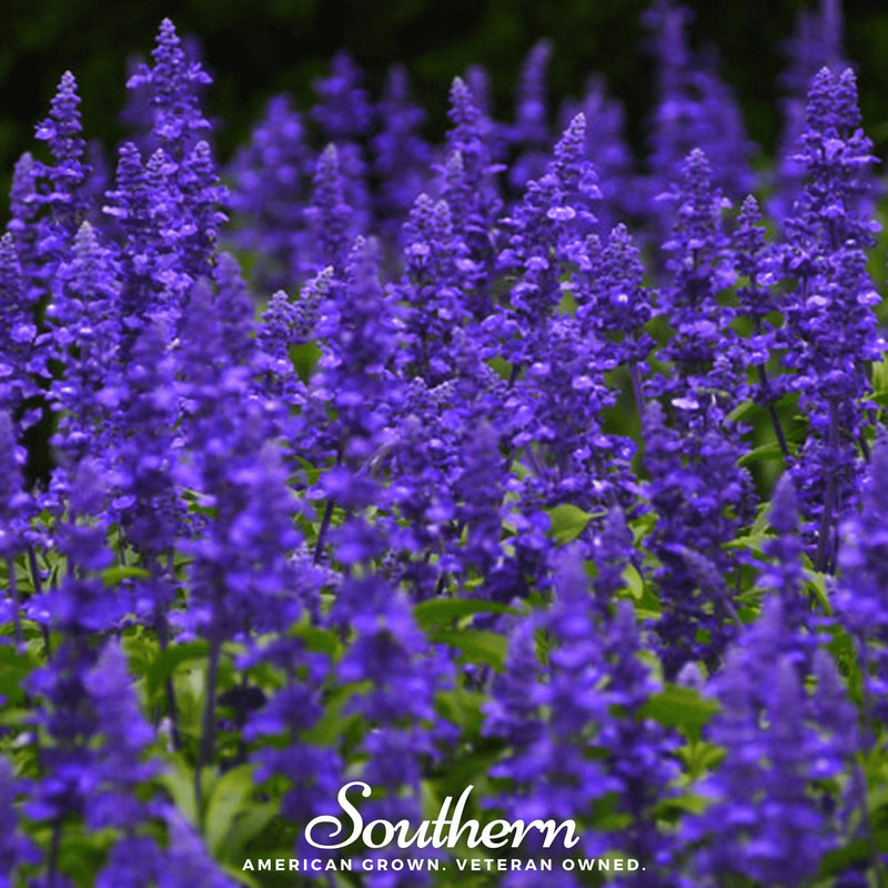 Load image into Gallery viewer, Blue Sage – 100 Seeds
