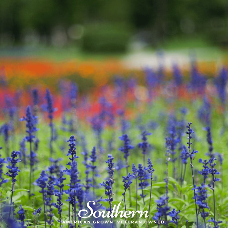 Load image into Gallery viewer, Blue Sage – 100 Seeds
