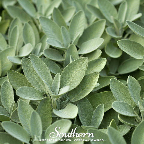 Broadleaf Sage seeds package, 50 count, GrowTime Garden Supply