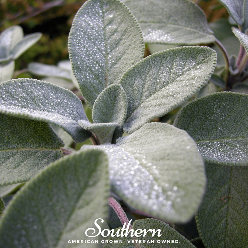 Load image into Gallery viewer, Broadleaf Sage – 50 Seeds
