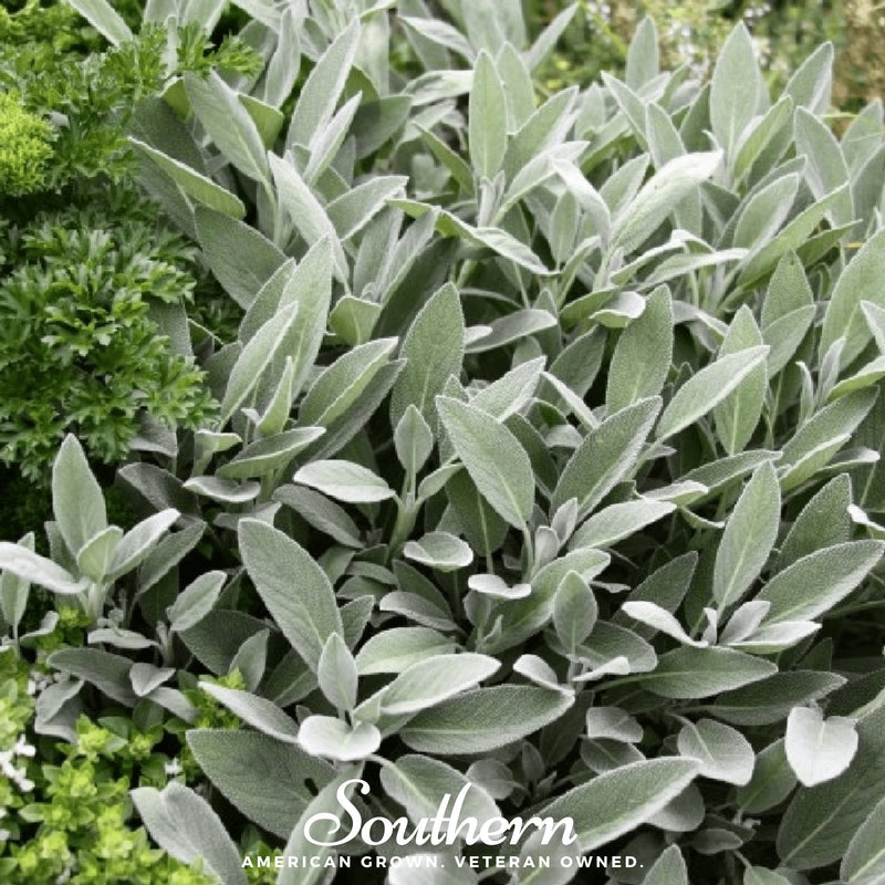 Load image into Gallery viewer, Broadleaf Sage – 50 Seeds
