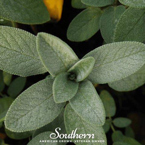 Extrakta Sage – 30 Seeds, additional product view 2