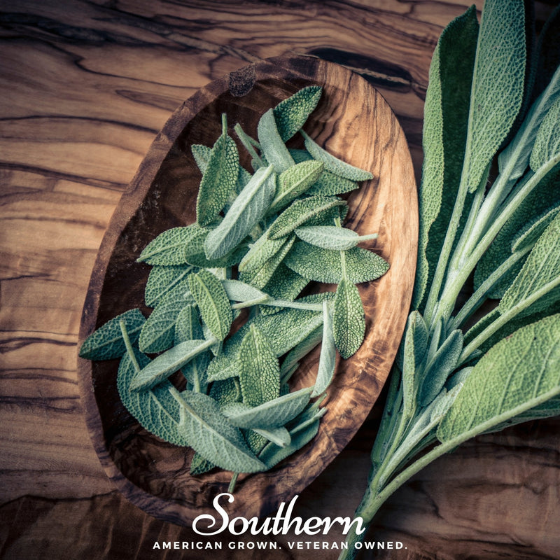 Load image into Gallery viewer, Extrakta Sage – 30 Seeds
