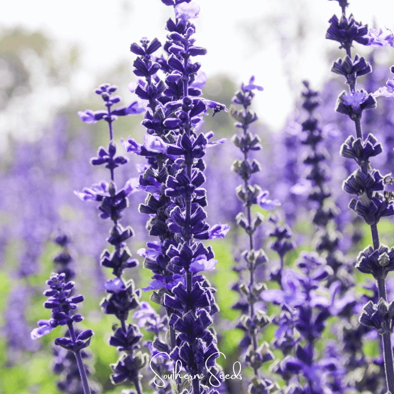Load image into Gallery viewer, Kitchen Sage – 50 Seeds
