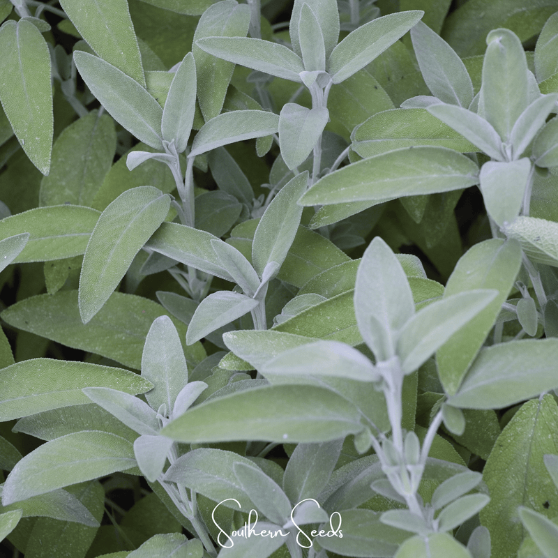 Load image into Gallery viewer, Kitchen Sage – 50 Seeds
