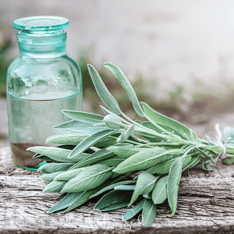Kitchen Sage – 50 Seeds, additional product view 2
