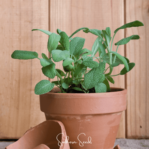 Kitchen Sage 50 Seeds