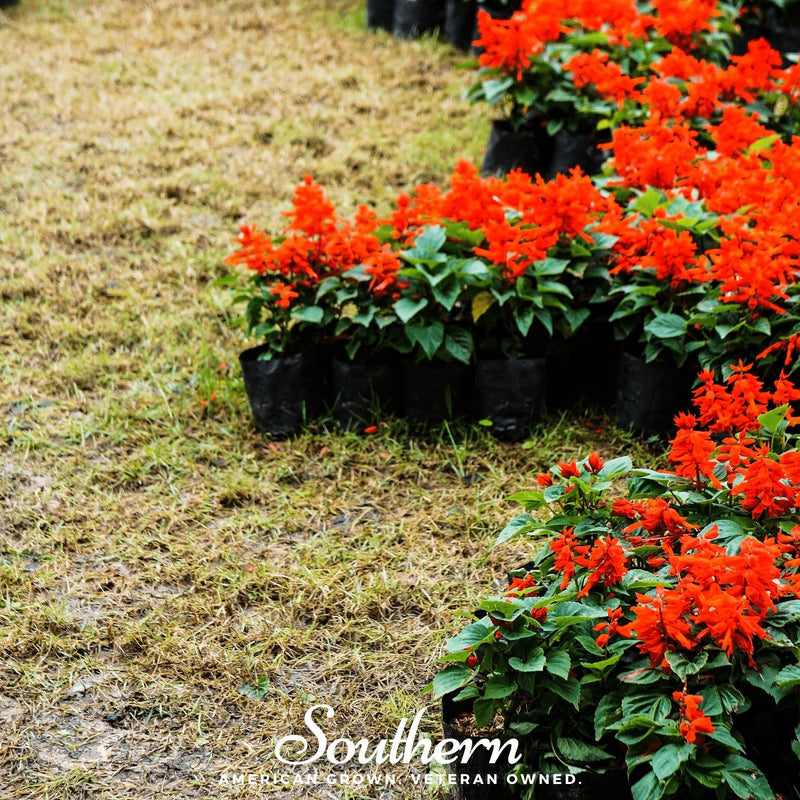 Load image into Gallery viewer, Scarlet Sage – 100 Seeds
