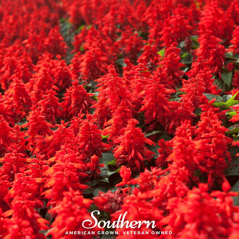 Scarlet Sage – 100 Seeds, additional product view 2
