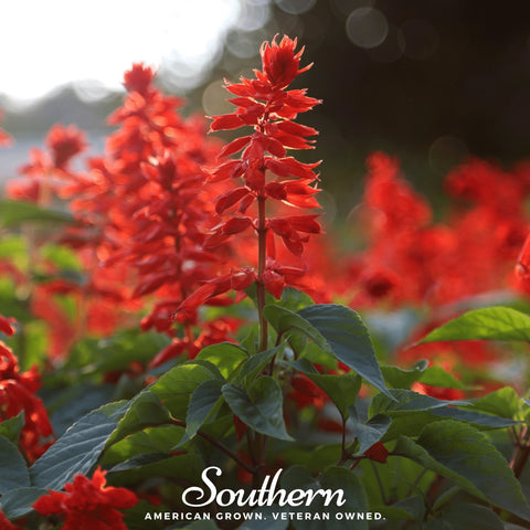 Scarlet Sage seeds package, 100 count, GrowTime Garden Supply