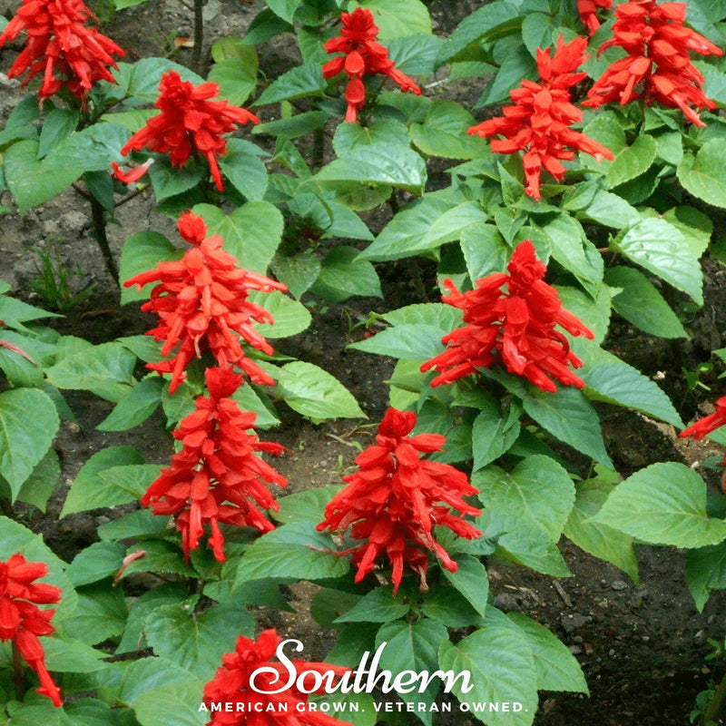 Load image into Gallery viewer, Scarlet Sage – 100 Seeds
