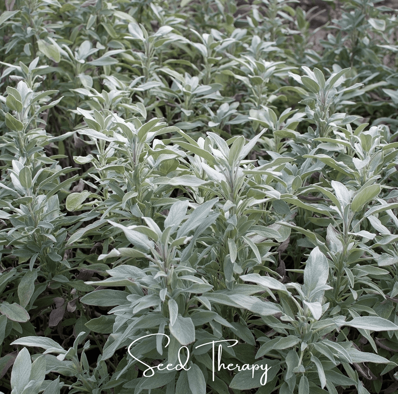 Load image into Gallery viewer, White Sage – 50 Seeds
