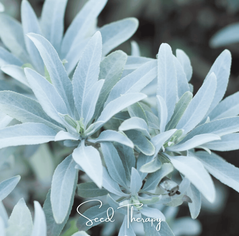 Load image into Gallery viewer, White Sage – 50 Seeds
