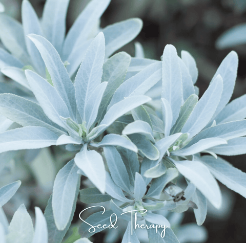 White Sage 50 Seeds