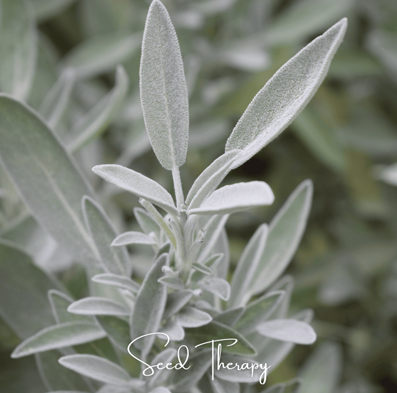 Load image into Gallery viewer, White Sage – 50 Seeds
