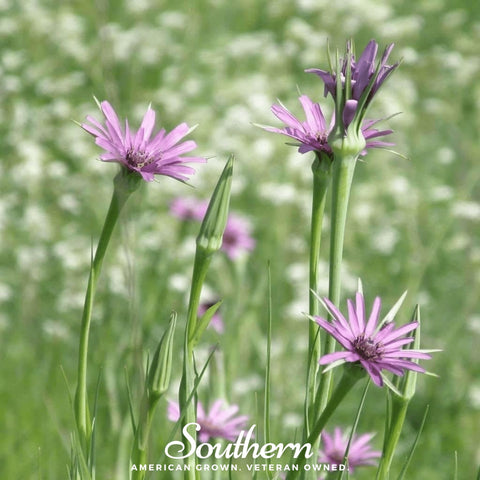 Mammoth Sandwich Island Salsify – 50 Seeds, additional product view 2