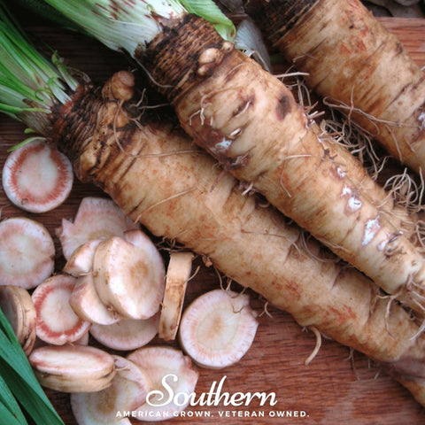 Mammoth Sandwich Island Salsify seeds package, 50 count, GrowTime Garden Supply