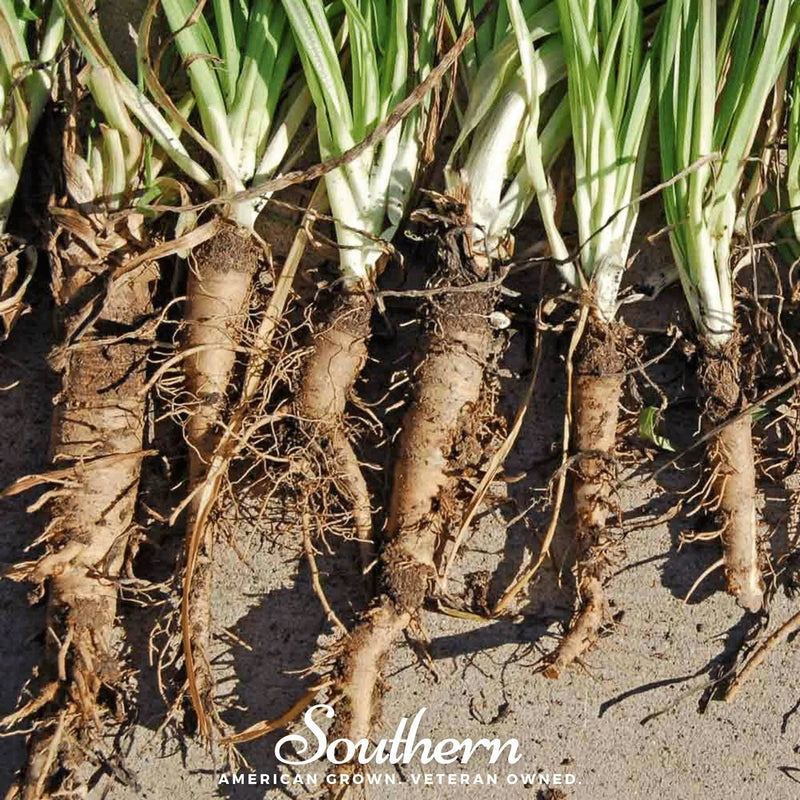 Load image into Gallery viewer, Mammoth Sandwich Island Salsify – 50 Seeds
