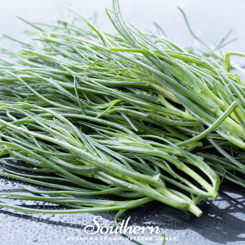Load image into Gallery viewer, Saltwort – 50 Seeds
