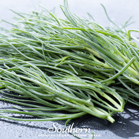 Saltwort seeds package, 50 count, GrowTime Garden Supply