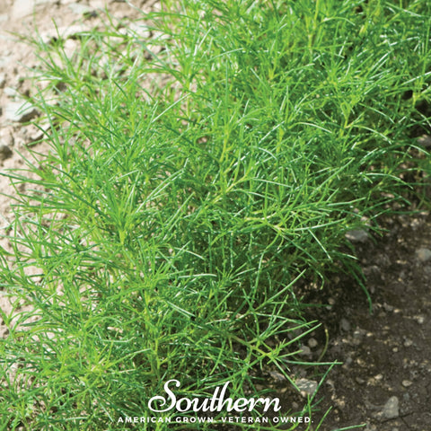 Saltwort – 50 Seeds, additional product view 2