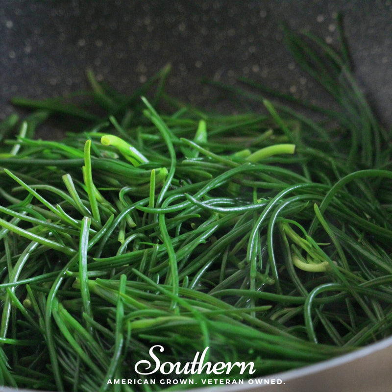 Load image into Gallery viewer, Saltwort – 50 Seeds
