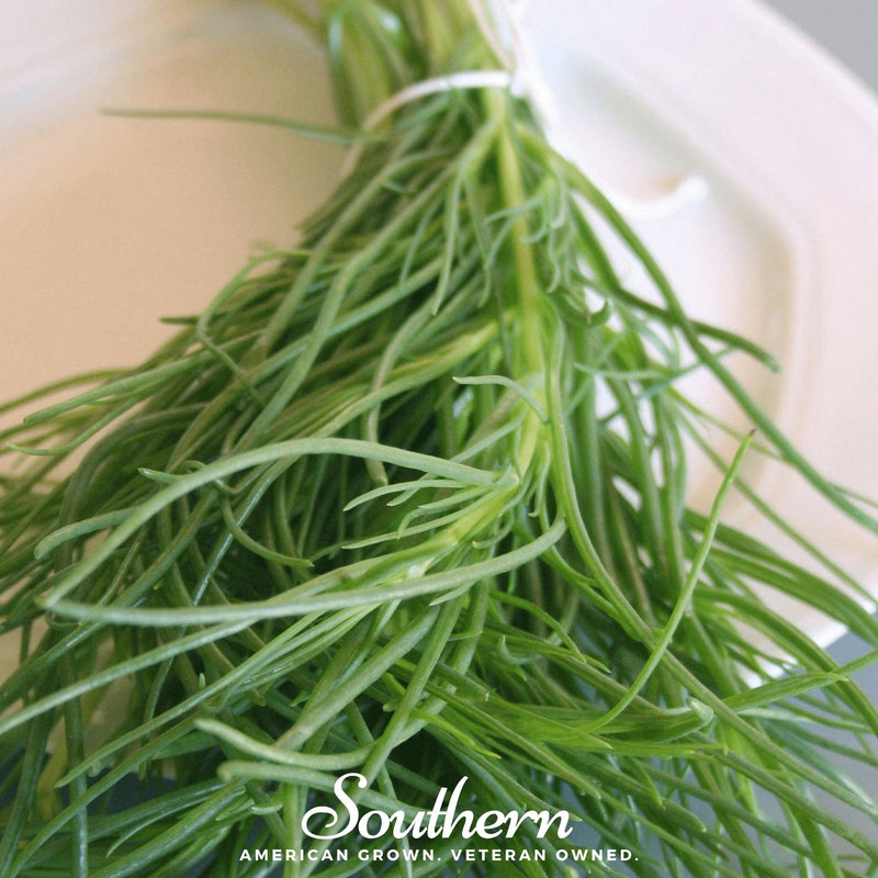 Load image into Gallery viewer, Saltwort – 50 Seeds
