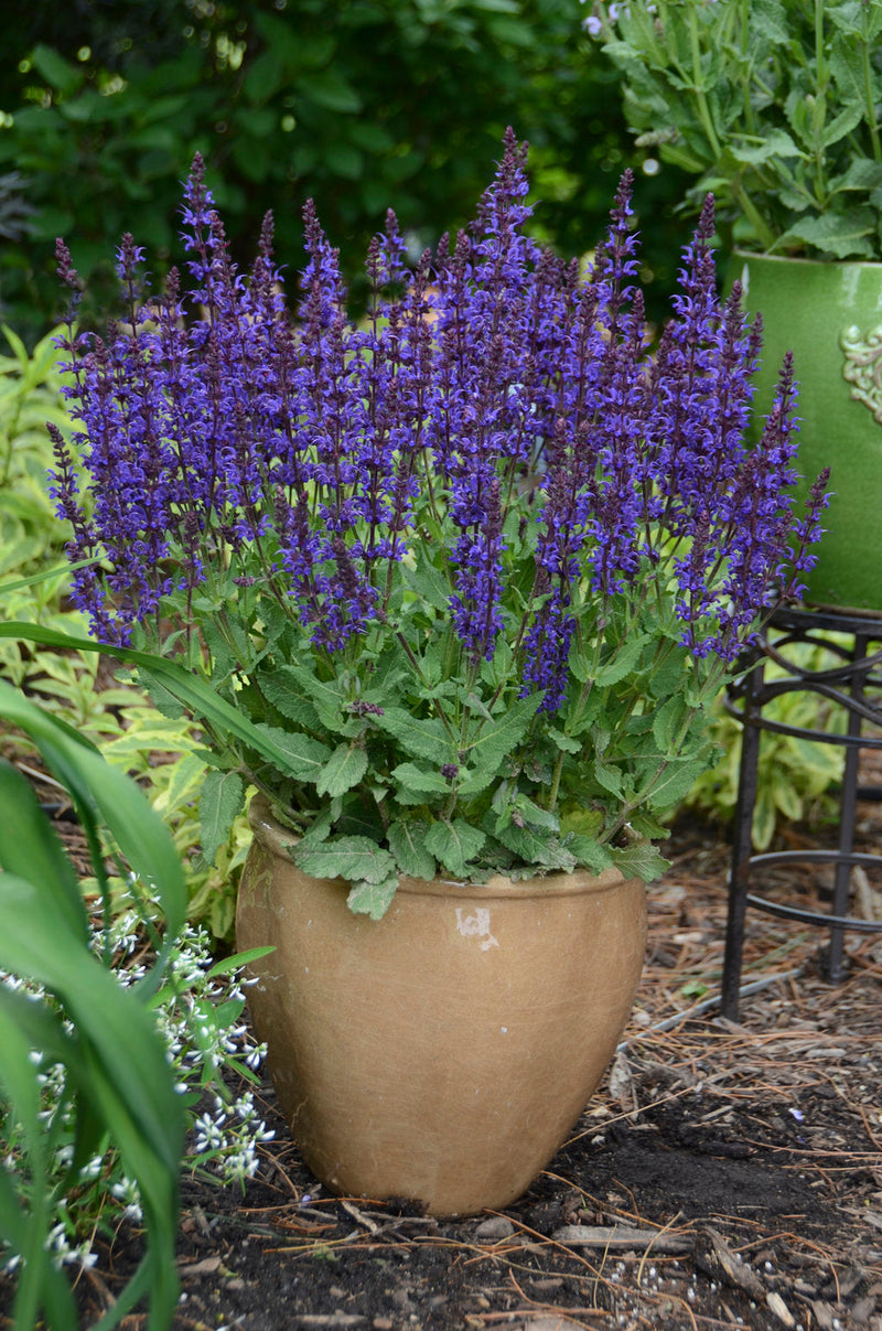 Load image into Gallery viewer, Salvia 'Violet Riot' | PP26273 | Proven Winners®
