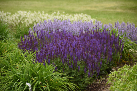 Salvia Violet Riot Proven Winners