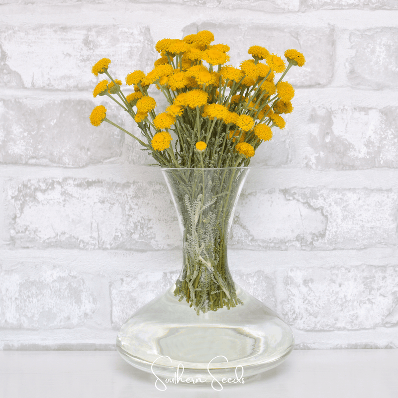Load image into Gallery viewer, Lavender Cotton Santolina – 20 Seeds
