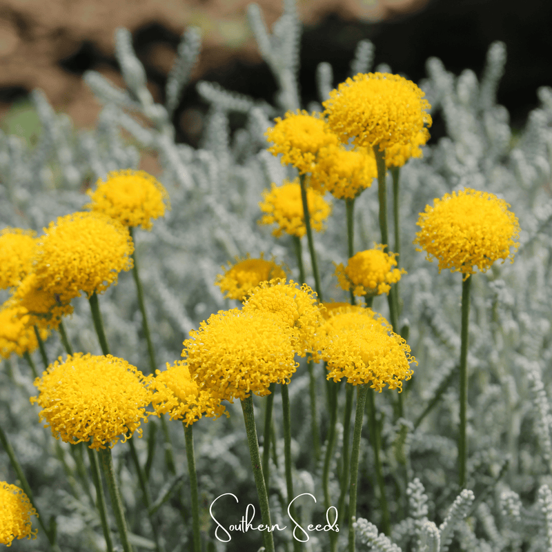 Load image into Gallery viewer, Lavender Cotton Santolina – 20 Seeds
