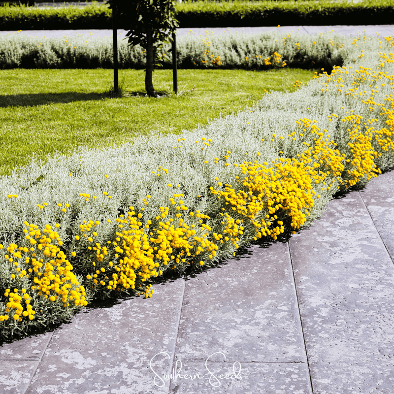 Load image into Gallery viewer, Lavender Cotton Santolina – 20 Seeds
