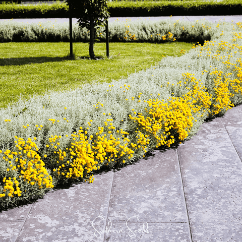 Lavender Cotton Santolina 20 Seeds