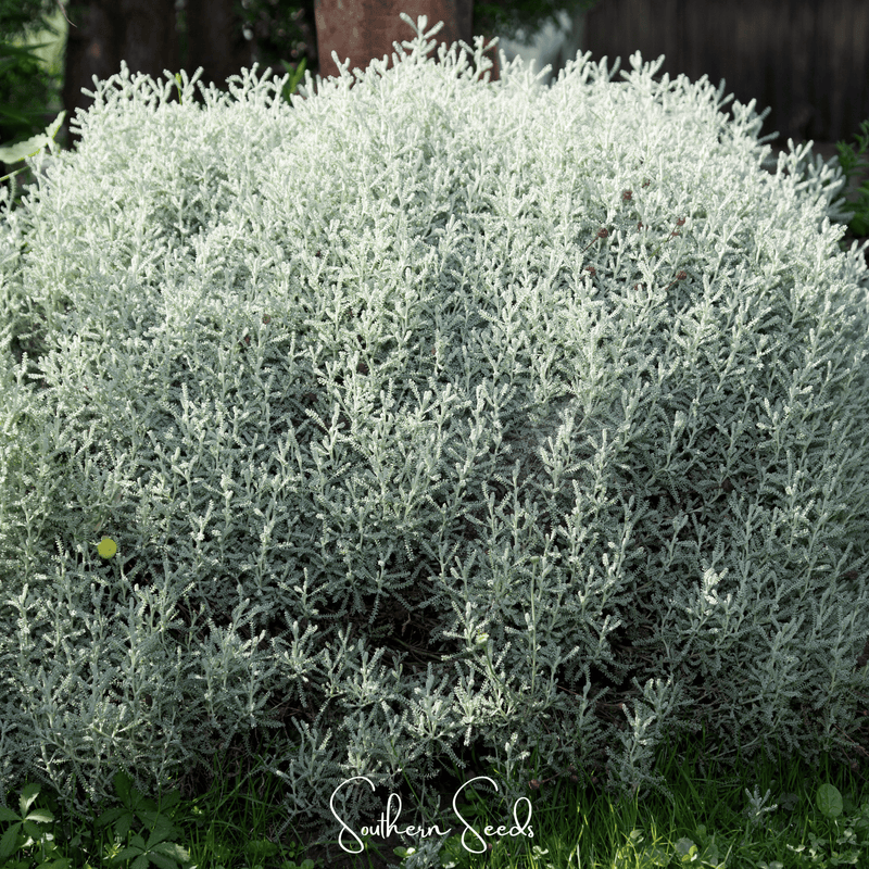 Load image into Gallery viewer, Lavender Cotton Santolina – 20 Seeds
