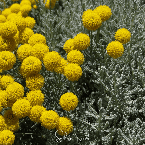 Lavender Cotton Santolina – 20 Seeds, additional product view 2