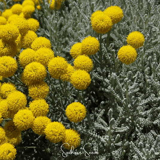 Lavender Cotton Santolina – 20 Seeds