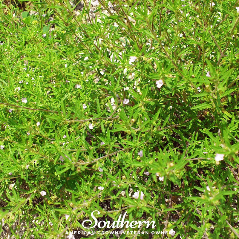 Load image into Gallery viewer, Summer Savory – 100 Seeds
