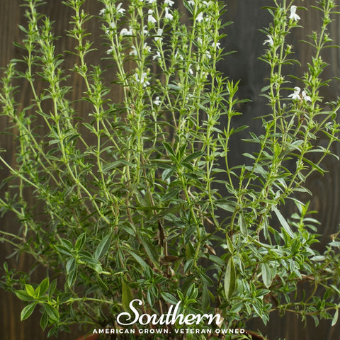 Summer Savory – 100 Seeds, additional product view 2