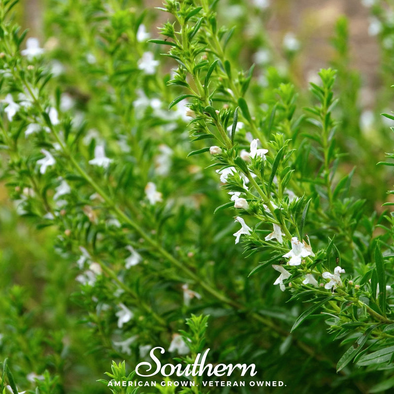 Load image into Gallery viewer, Winter Savory – 100 Seeds
